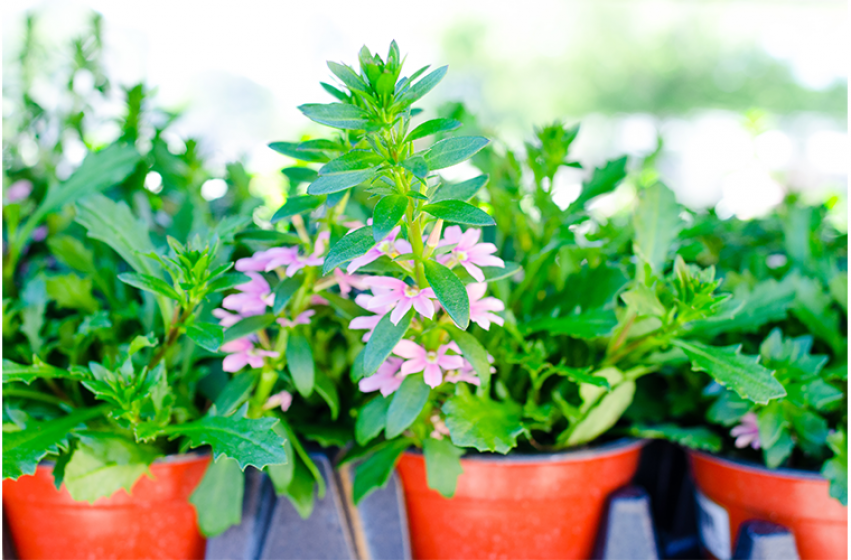 The Garden Guru's Top Ten Annuals for Hampton Roads McDonald Garden Center